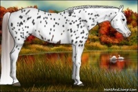 Horse Color:Brown Appaloosa 