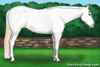 Horse Color:Buckskin Near Leopard 