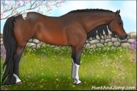 Horse Color:Bay Tobiano 