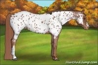 Horse Color:Chestnut Near Leopard 