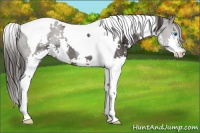 Horse Color:White Spotted Smoky Black Splash Tobiano