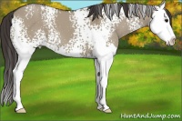 Horse Color:White Spotted Smoky Grullo Splash 