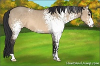 Horse Color:White Spotted Brown Dun 