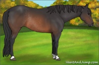 Horse Color:Brown Rabicano 
