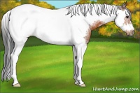Horse Color:White Spotted Bay Splash Tobiano Frame 