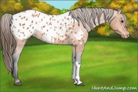Horse Color:Bay Appaloosa 