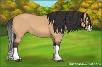 Horse Color:Bay Dun Splash 