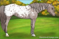 Horse Color:Bay Appaloosa 