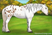 Horse Color:Chestnut Appaloosa 