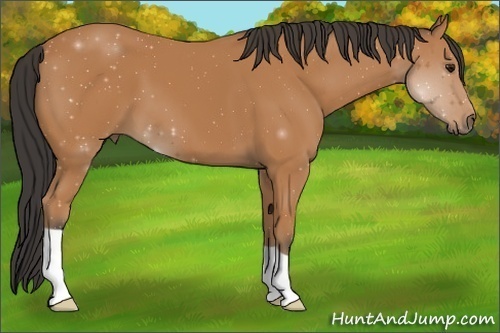 Horse Color: ERROR: UNKNOWN ANOMALY