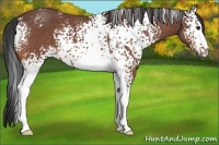 Horse Color:White Spotted Bay Roan 