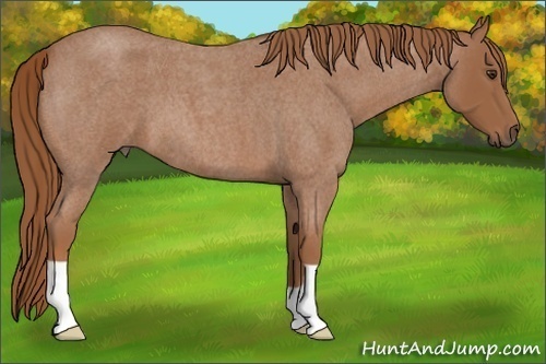 Horse Color: Red Roan 