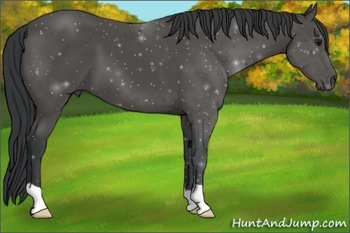 Horse Color: ERROR: UNKNOWN ANOMALY