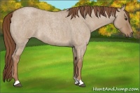 Horse Color:Red Dun Roan 