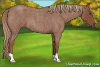 Horse Color:Red Roan 