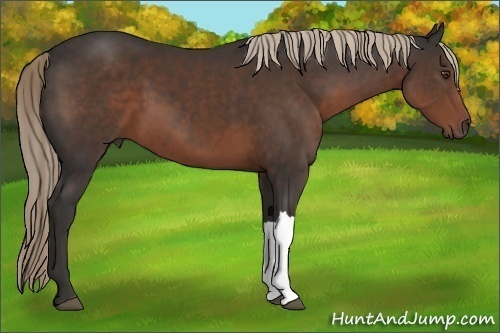 Horse Color: Liver Chestnut 