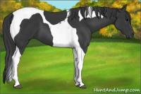 Horse Color:Black Tobiano 