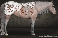 Horse Color:Brown Appaloosa