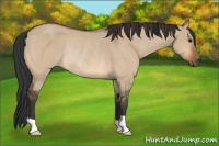 Horse Color:Bay Dun Rabicano 