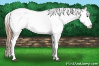 Horse Color:Chestnut Near Leopard 