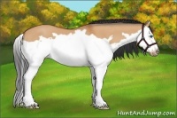 Horse Color:Bay Dun Splash Frame 