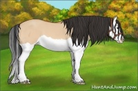 Horse Color:Bay Dun Splash 