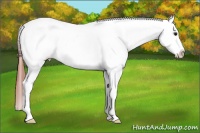 Horse Color:Bay Roan Dun Blanket