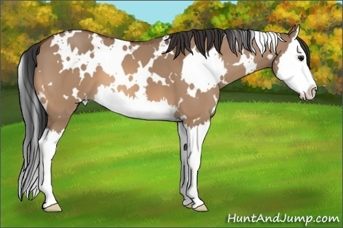 Horse Color: White Spotted Bay Dun Splash 