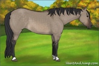Horse Color:Brown Dun