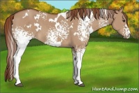 Horse Color:White Spotted Red Dun 
