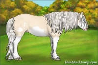 Horse Color:Silver Amber Champagne Dun Splash Frame 