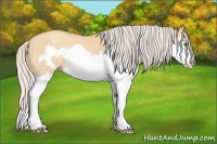 Horse Color:Silver Amber Champagne Dun Splash Frame 