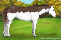Horse Color:Liver Chestnut Splash 