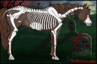 Horse Color:Liver Red Roan Frame 