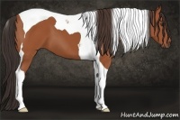 Horse Color:Bay Tobiano 