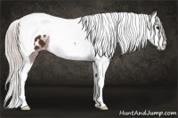 Horse Color:Silver Bay Splash Tobiano Blanket 