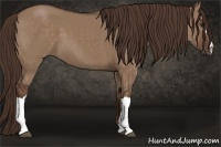 Horse Color:Liver Red Dun 