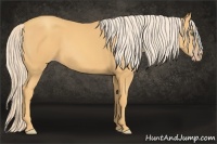 Horse Color:Gold Cream Champagne 