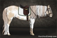 Horse Color:White Spotted Chocolate Palomino Pearl Dun 