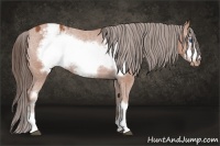 Horse Color:Bay Frame Appaloosa 