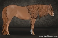 Horse Color:Chestnut Sabino 