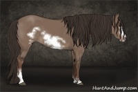 Horse Color:Liver Red Dun Sabino Frame 