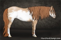 Horse Color:Buckskin Pearl Frame 