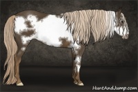 Horse Color:Chocolate Palomino Frame 