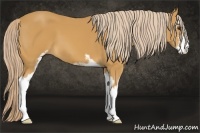 Horse Color:Palomino Sabino 