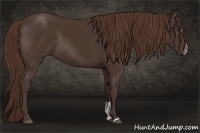 Horse Color:Liver Chestnut Sabino 