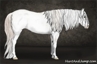 Horse Color:Palomino Sabino 