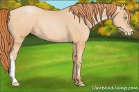 Horse Color:Buckskin Pearl 
