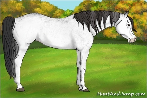 Horse Color: White Spotted Brown 