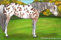 Horse Color:White Spotted Brown Splash Appaloosa 